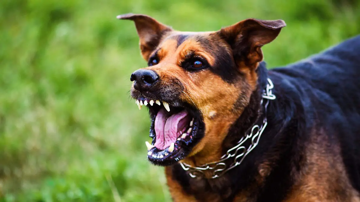 What-Can-I-Do-During-a-Dog-Attack-to-Save-Myself-or-My-Pet-scaled-panorama-fad6f73d8a1434144ba8c48bed063813-5b9e6d57beefa