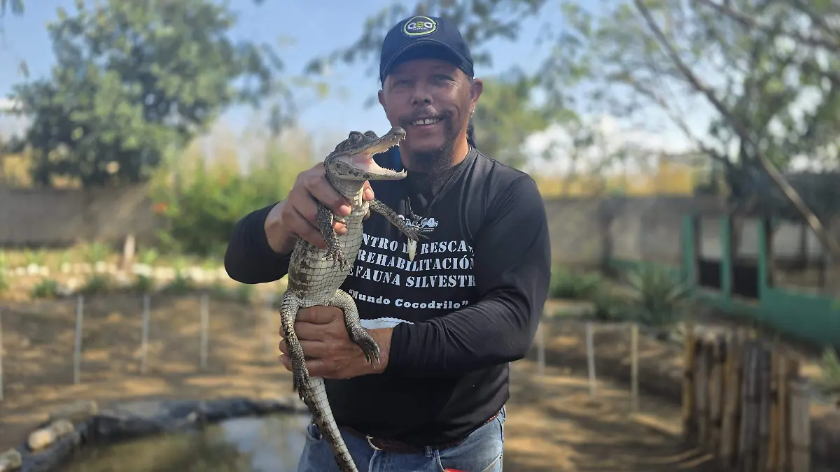cocodrilos