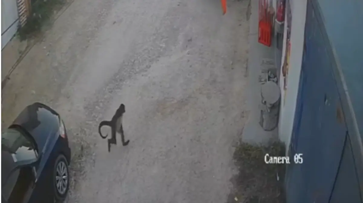 Captura de pantalla 2026-01-09 a la(s) 12.35.02