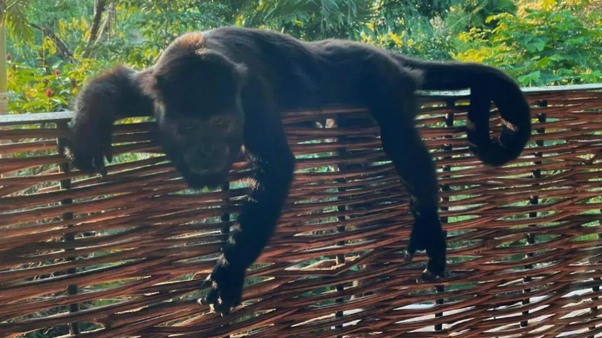 image-palenque-los-susurros-casa-14