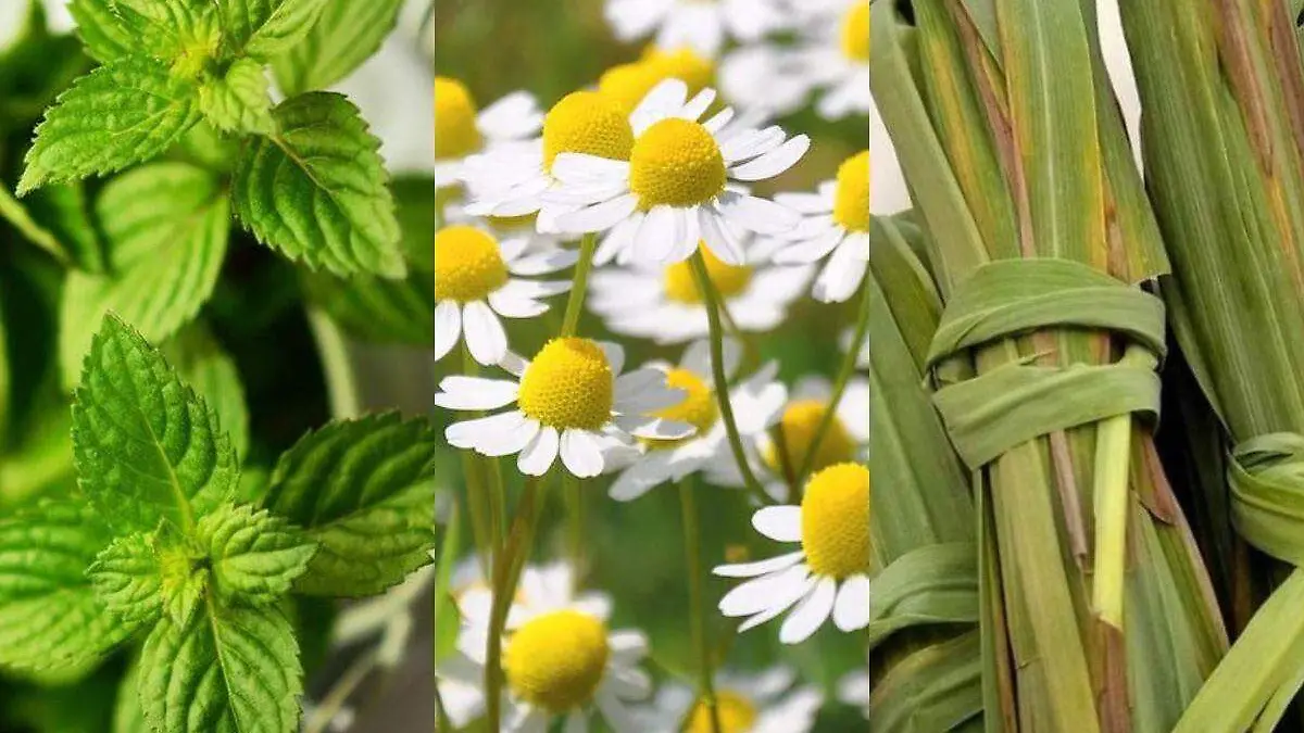 plantas-buenas-para-la-salud