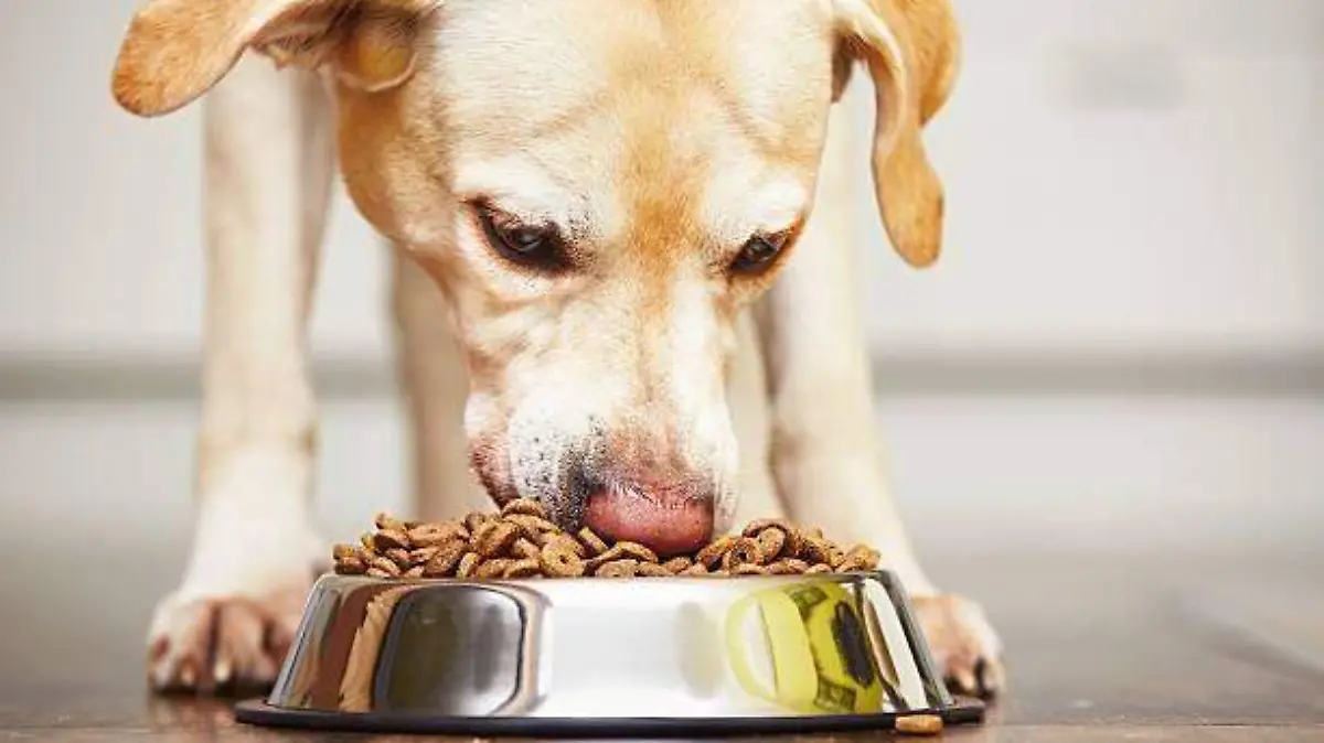 perrito comiendo