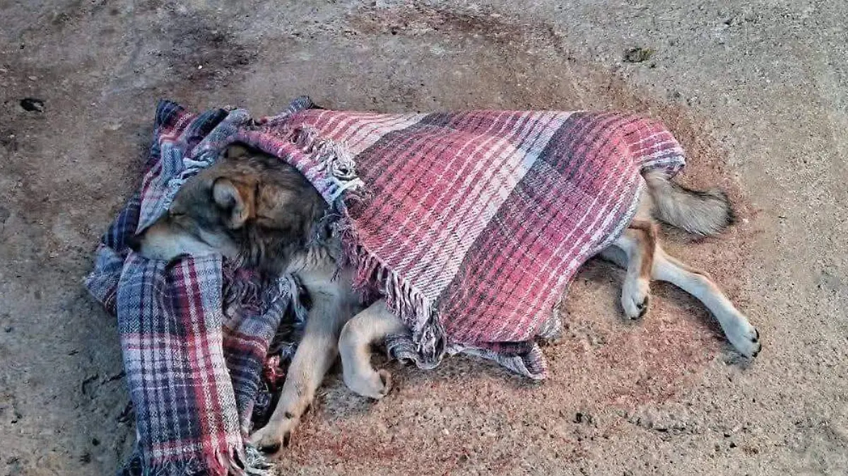 WhatsApp Image 2026-01-27 at 8.52.13 AM