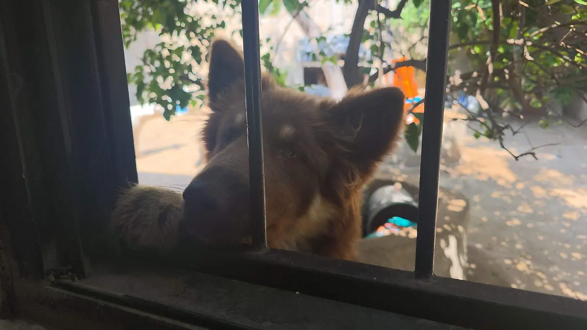 Rescatistas perros en abandono bazares