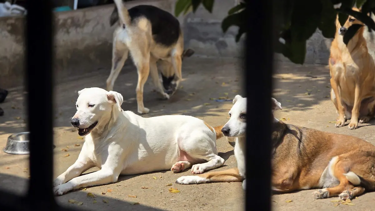 Rescatistas de perros 