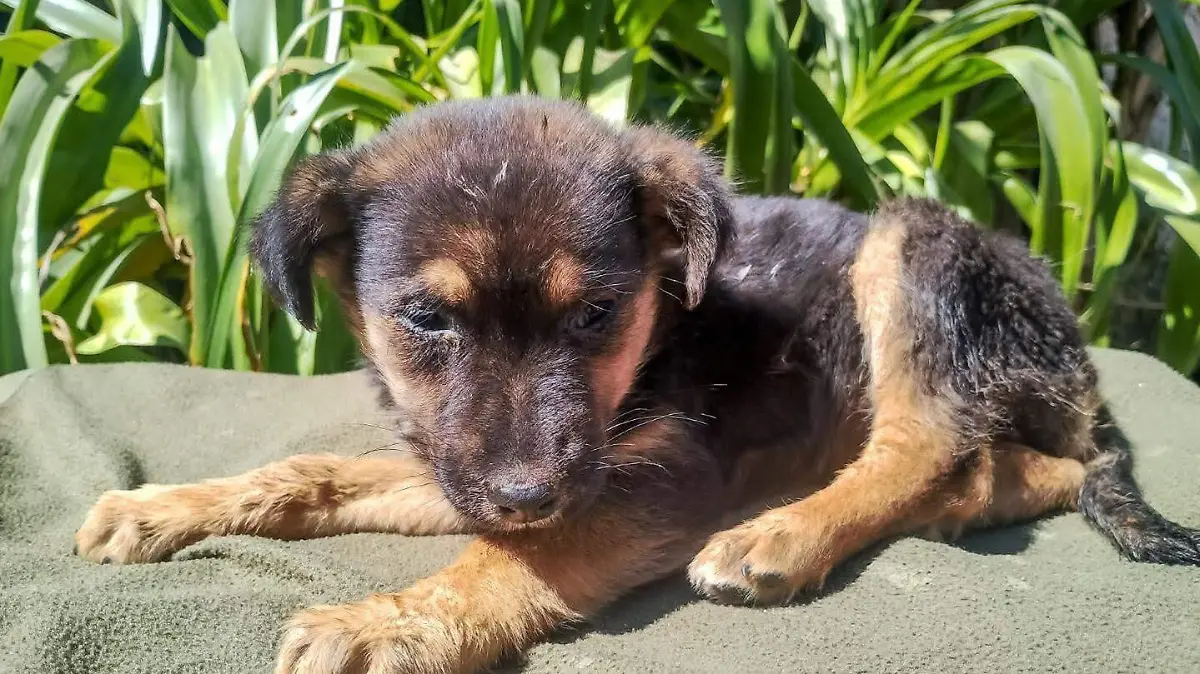 WhatsApp Image 2026-02-09 at 2.16.08 PM (1)