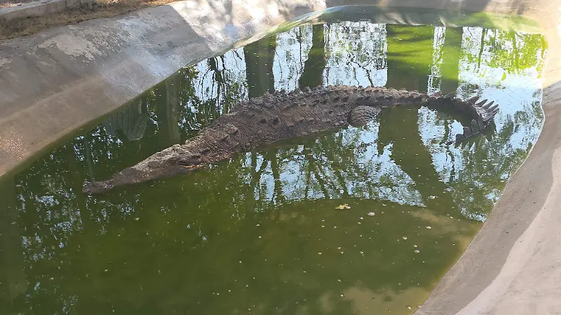 Cocodrilario comaffas incendio forestal Suchiapa