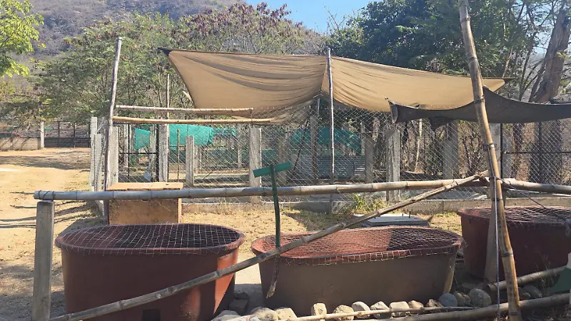 Cocodrilario comaffas incendio forestal Suchiapa