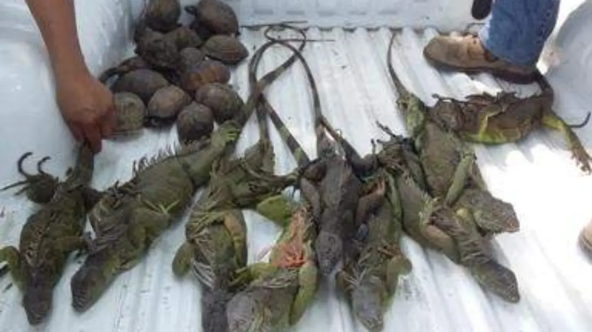iguanas