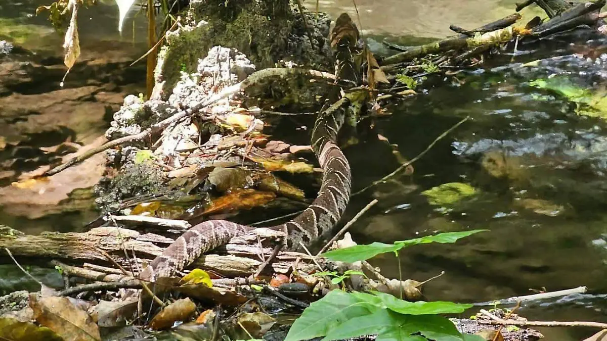 WhatsApp Image 2026-02-12 at 16.41.24