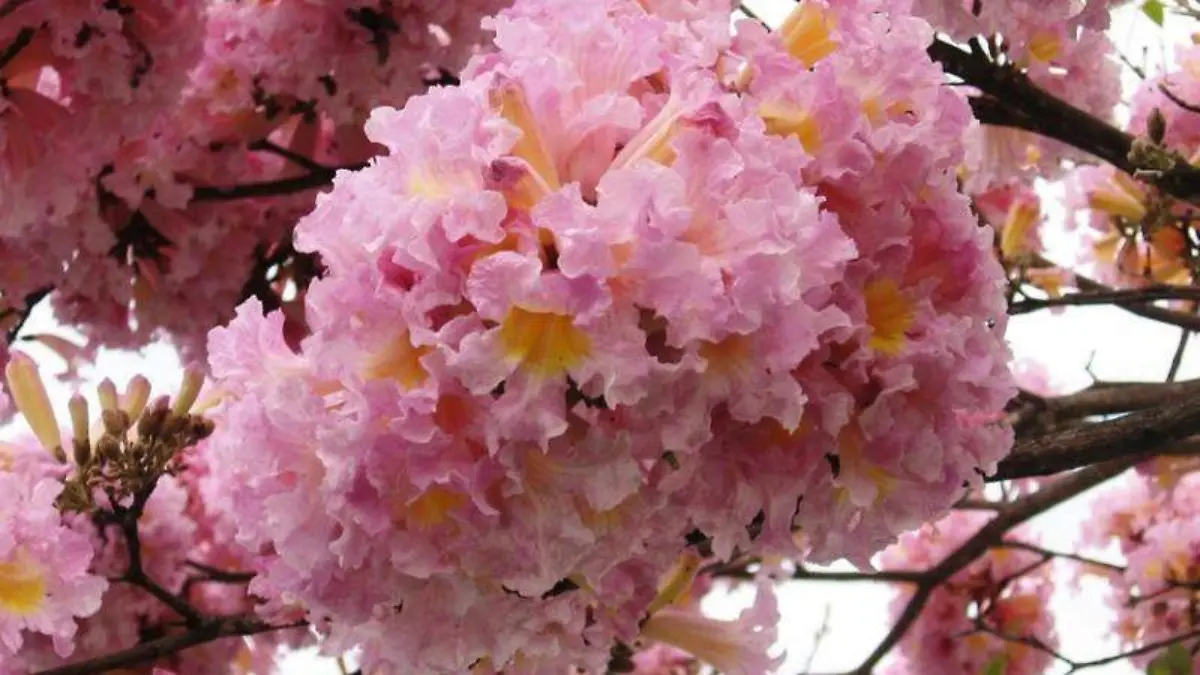 Tabebuia_Rosea_4_800x