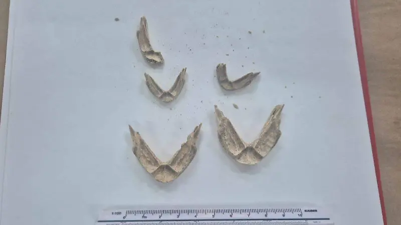 Mayas practicaban acuacultura en Palenque