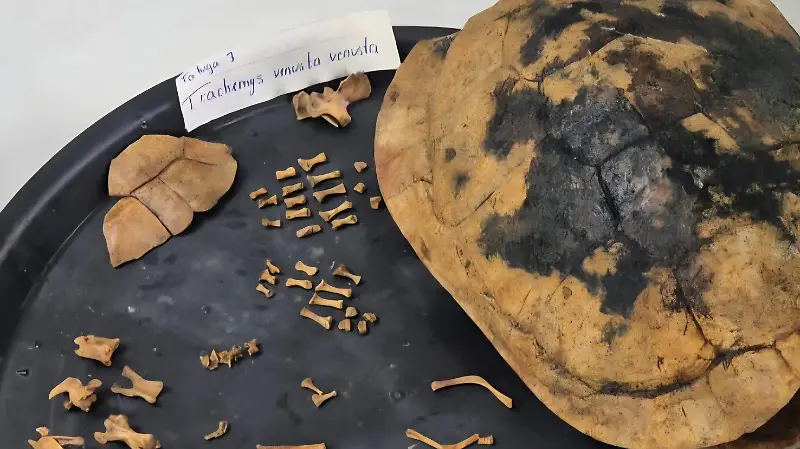 Mayas practicaban acuacultura en Palenque descubrimiento investigación