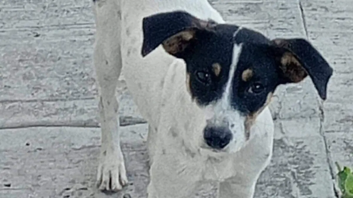 FB_IMG_1771182215379