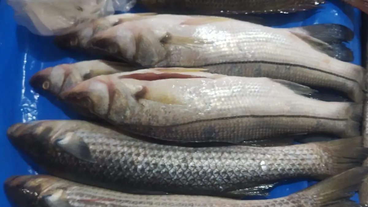 pescado