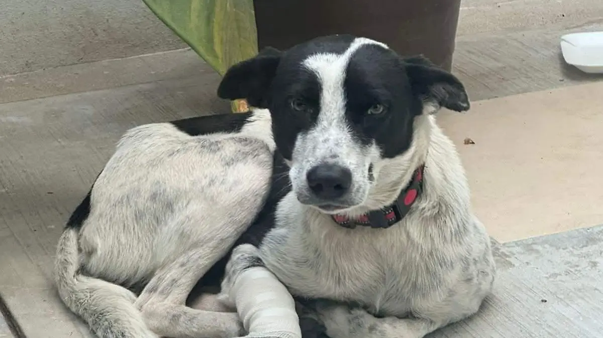 Adopción canina Tuxtla