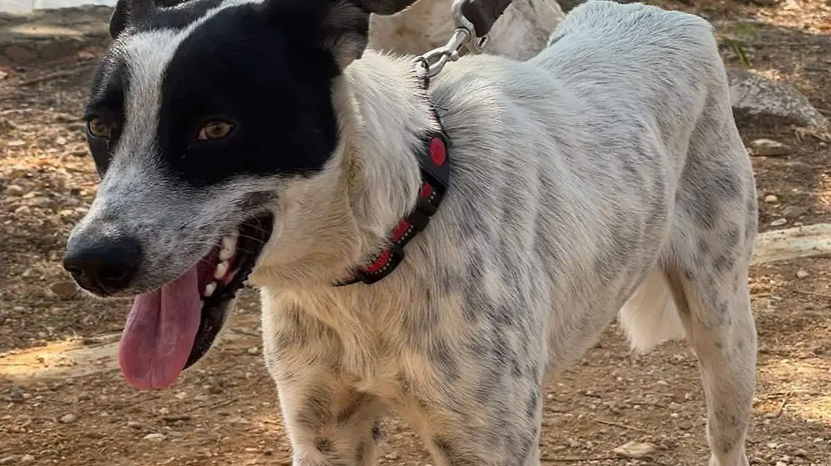 Adopción canina Tuxtla