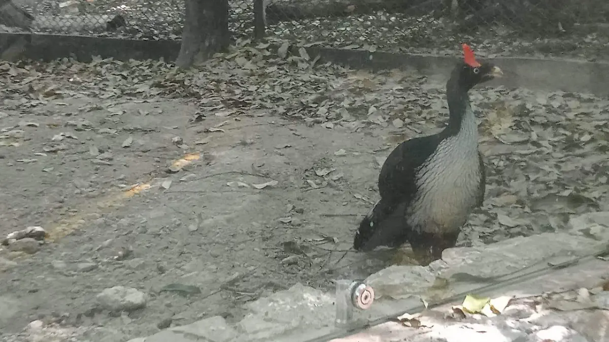 Pavón, conocido también como faisán