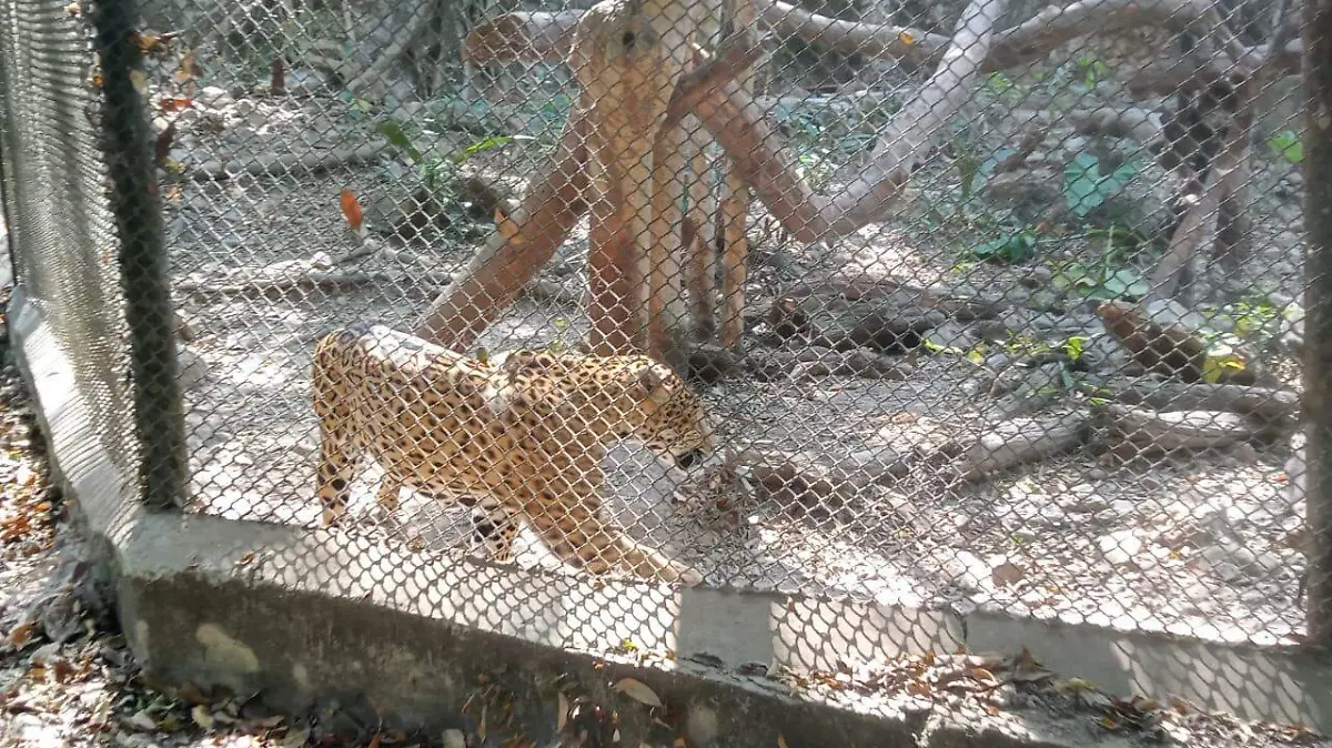Jaguar, el más visitado por el turismo en el Zoomat 