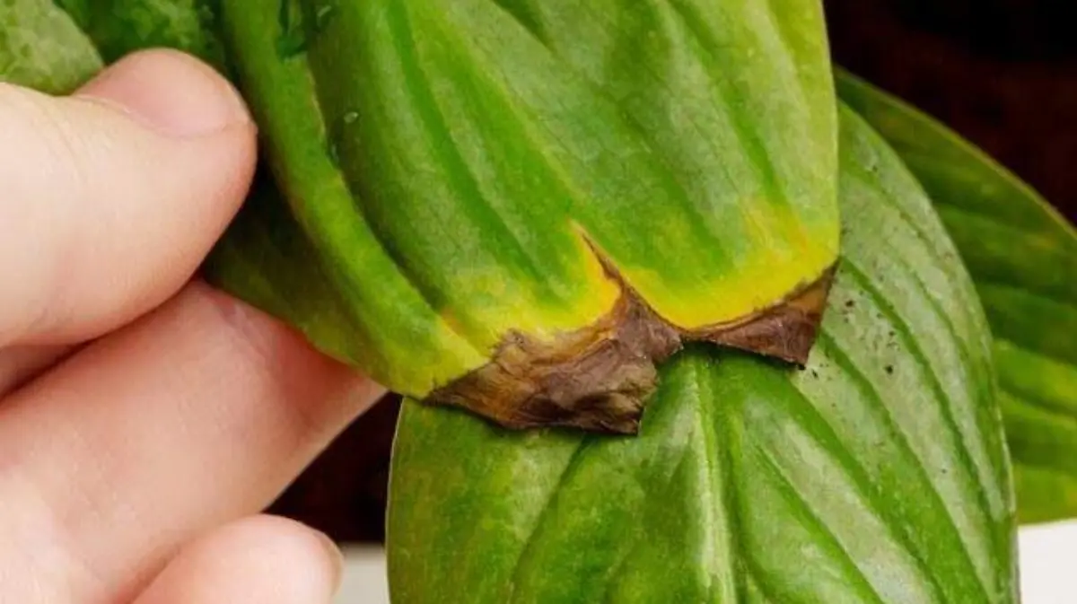 WhatsApp Image 2026-02-21 at 4.11.19 PM