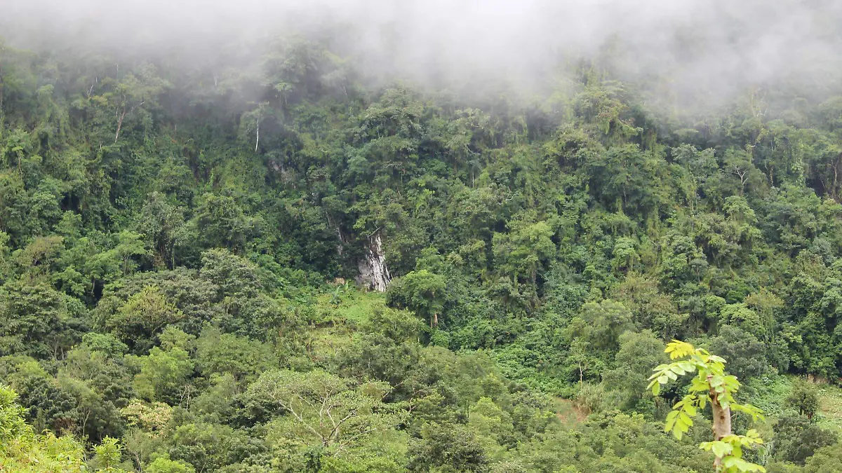 Selva_El_Ocote_ANP_1 (1)