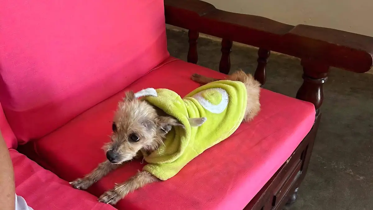 Adopción canina abandono animal Tuxtla Gutiérrez 