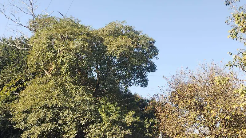 Esta condición se mantendrá desde este sábado al próximo domingo 