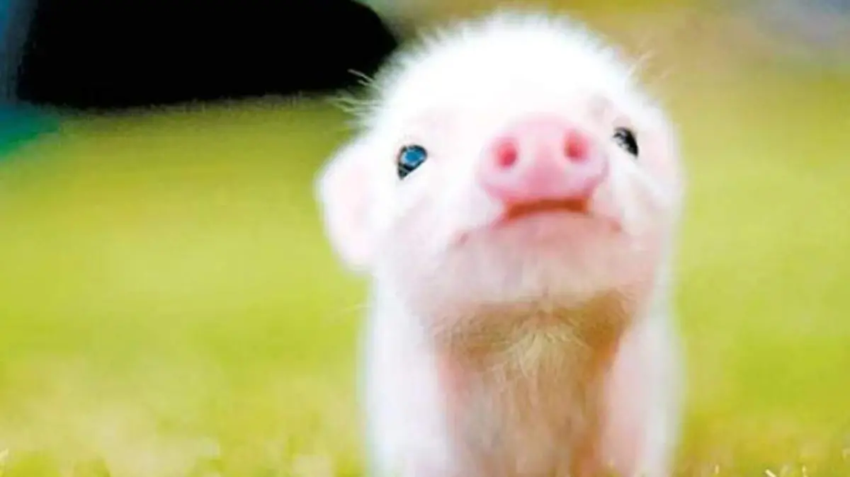 mini pig