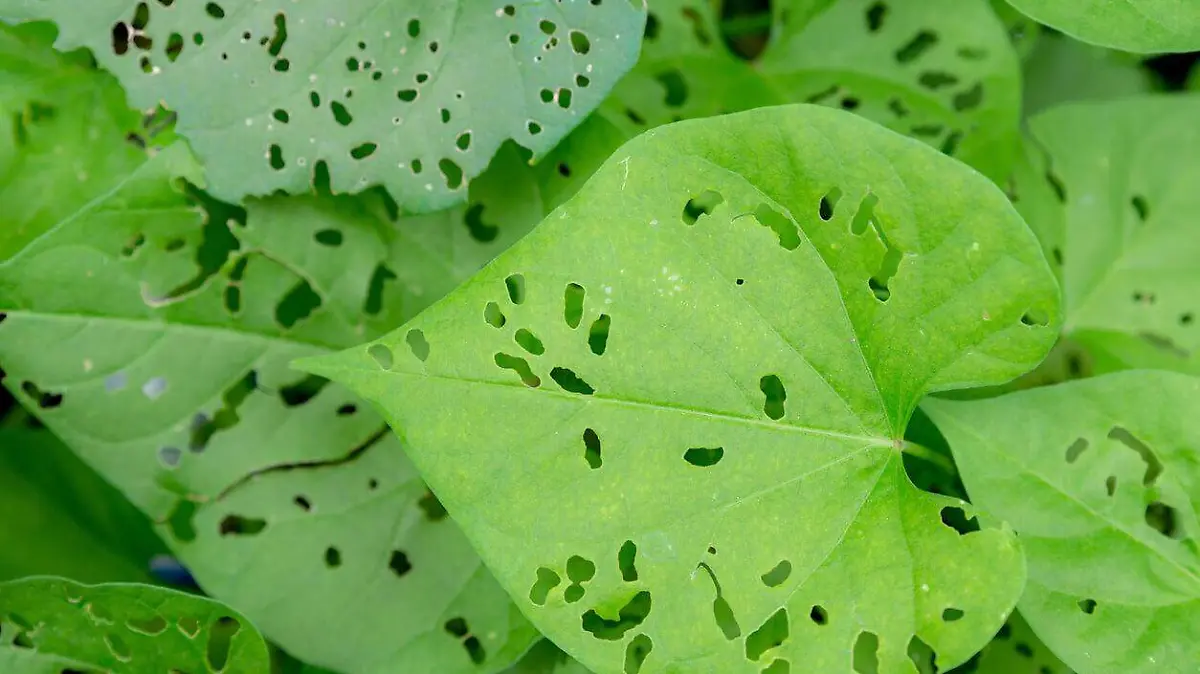 plagas-en-plantas-y-como-eliminarnas