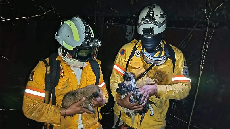 Incendios rescate fauna Chiapas Tuxtla 