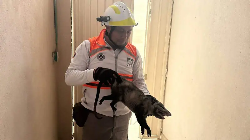 Incendios rescate fauna Chiapas Tuxtla 