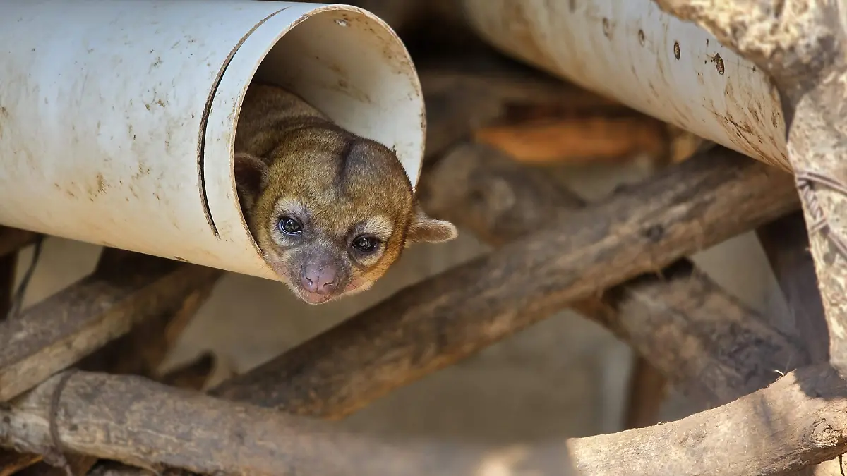 Trafico ilegal Chiapas fauna silvestre
