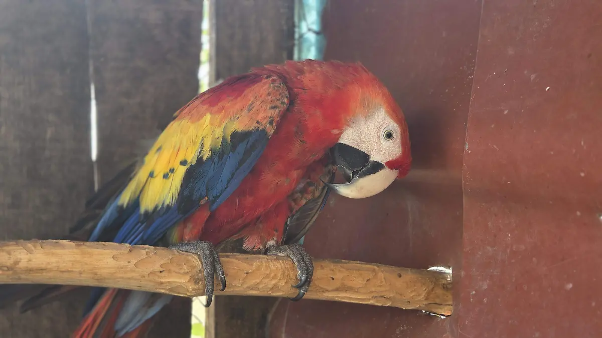 Trafico ilegal Chiapas fauna silvestre