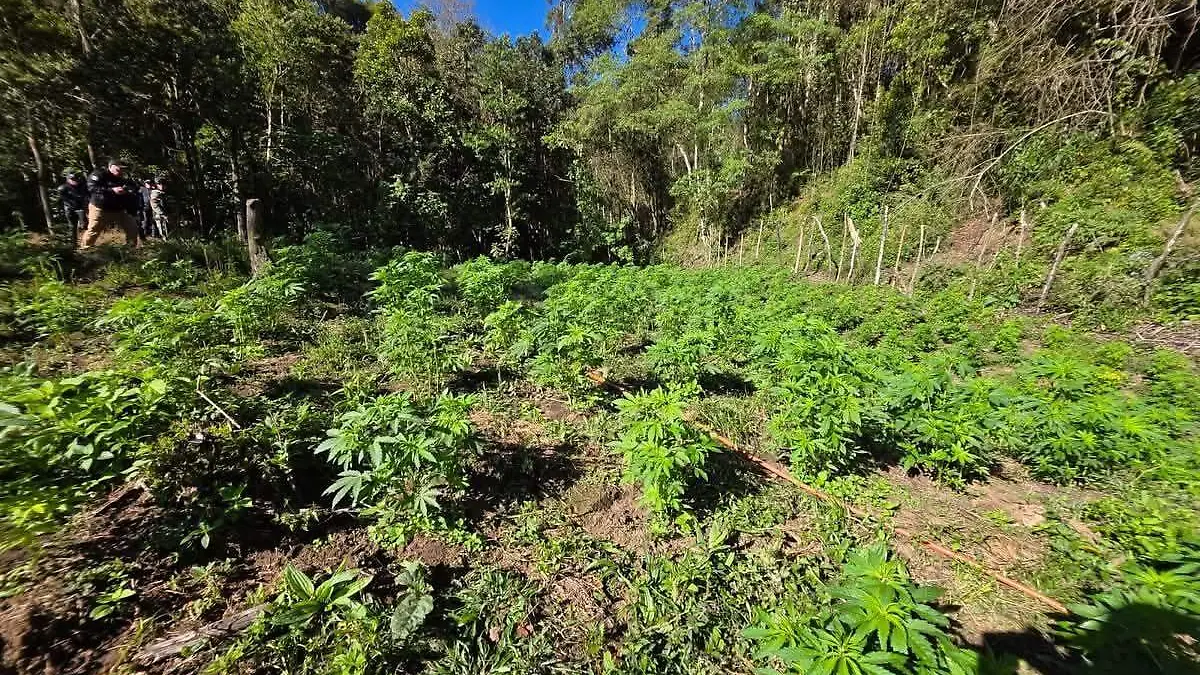 PLANTLÍO DE MARIHUANA