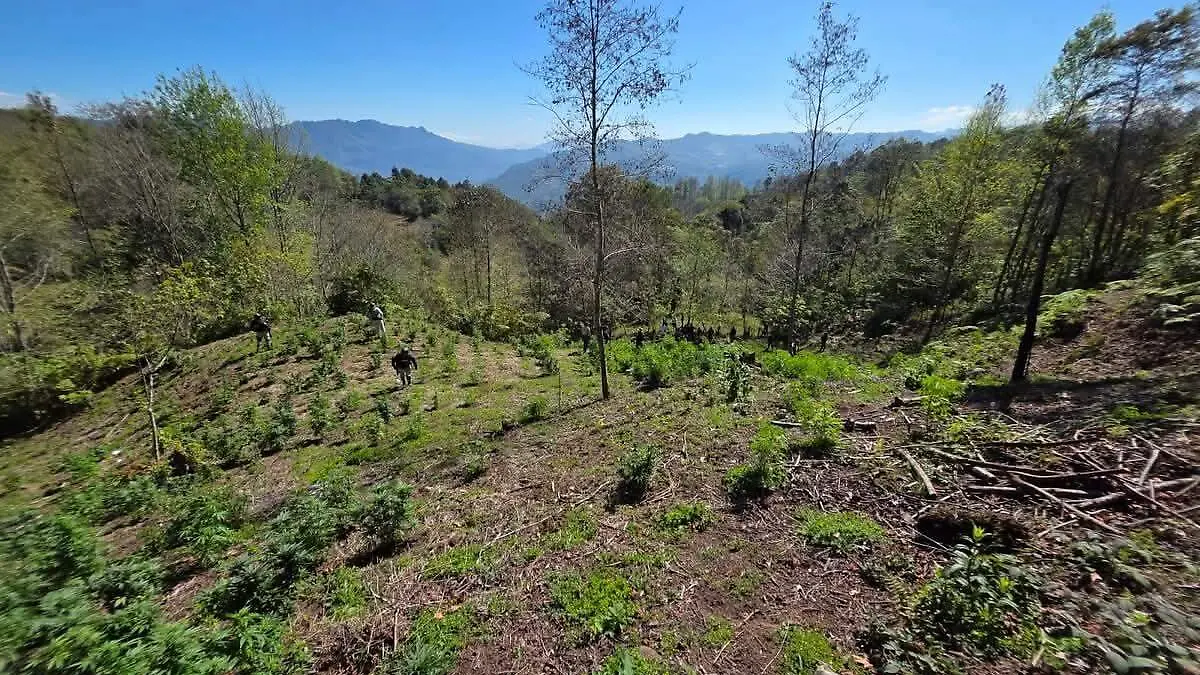 PLANTLÍO DE MARIHUANA