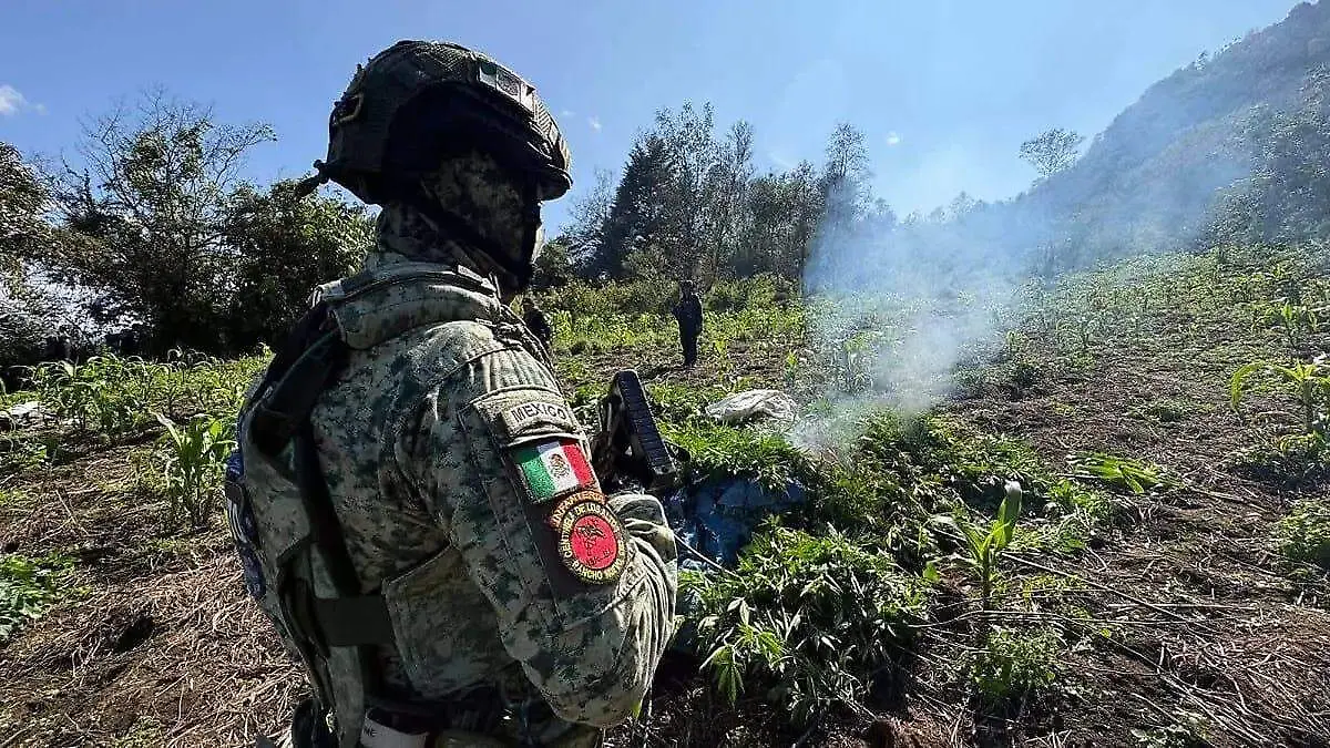 plantío de mariguana