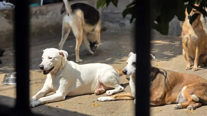 Adopcion canina maltrato animal Tuxtla 