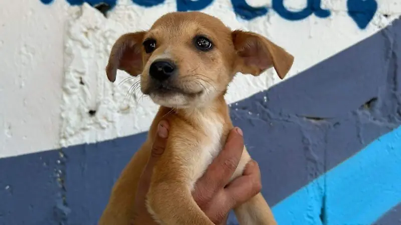 Adopcion canina maltrato animal Tuxtla 