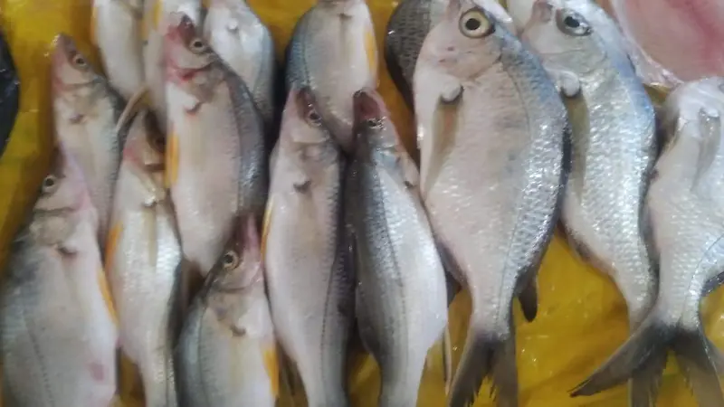 Promueven consumo de pescado en Tuxtla Gutiérrez 