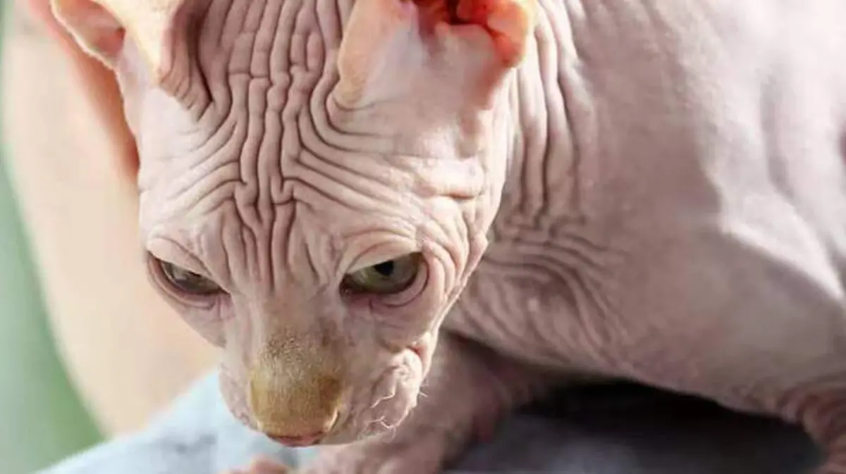 Sphynx