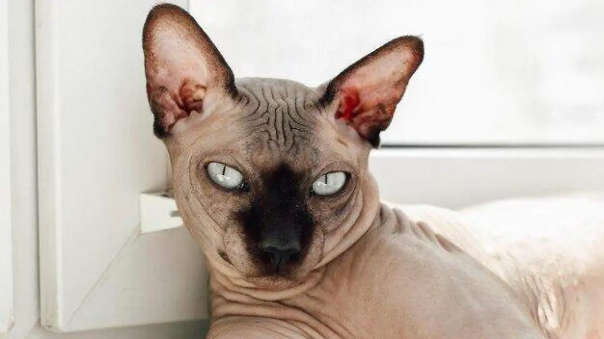 retrato-gato-esfinge-canadiense-pelo-primer-plano_125966-7541