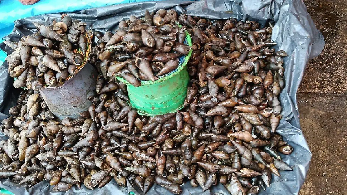 WhatsApp Image 2026-03-11 at 12.00.25 PM