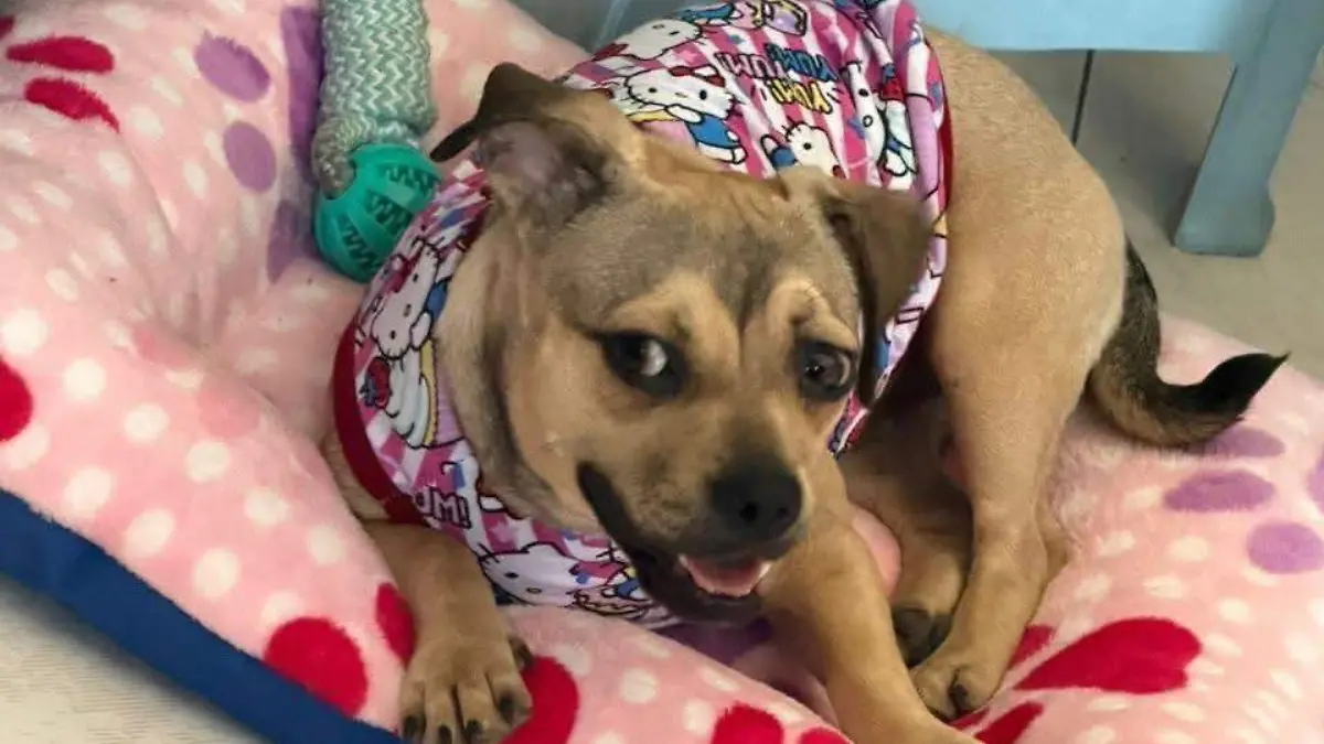 Adopción abandono Tuxtla Gutiérrez 