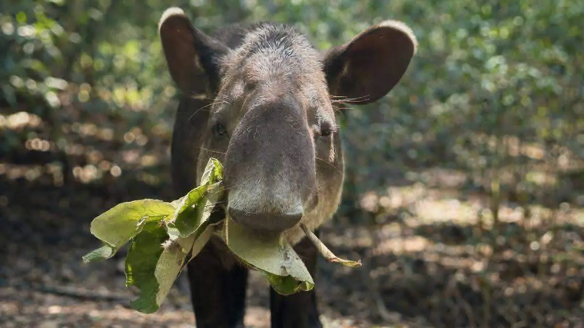 tapir 