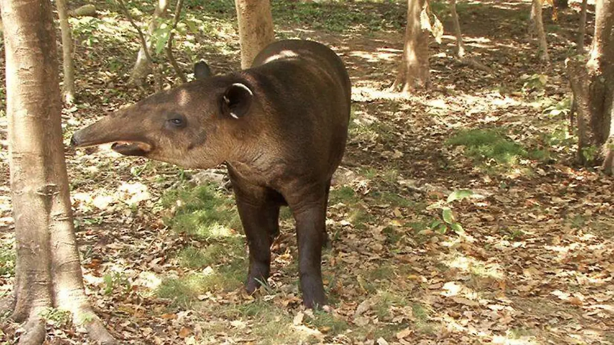 tapir