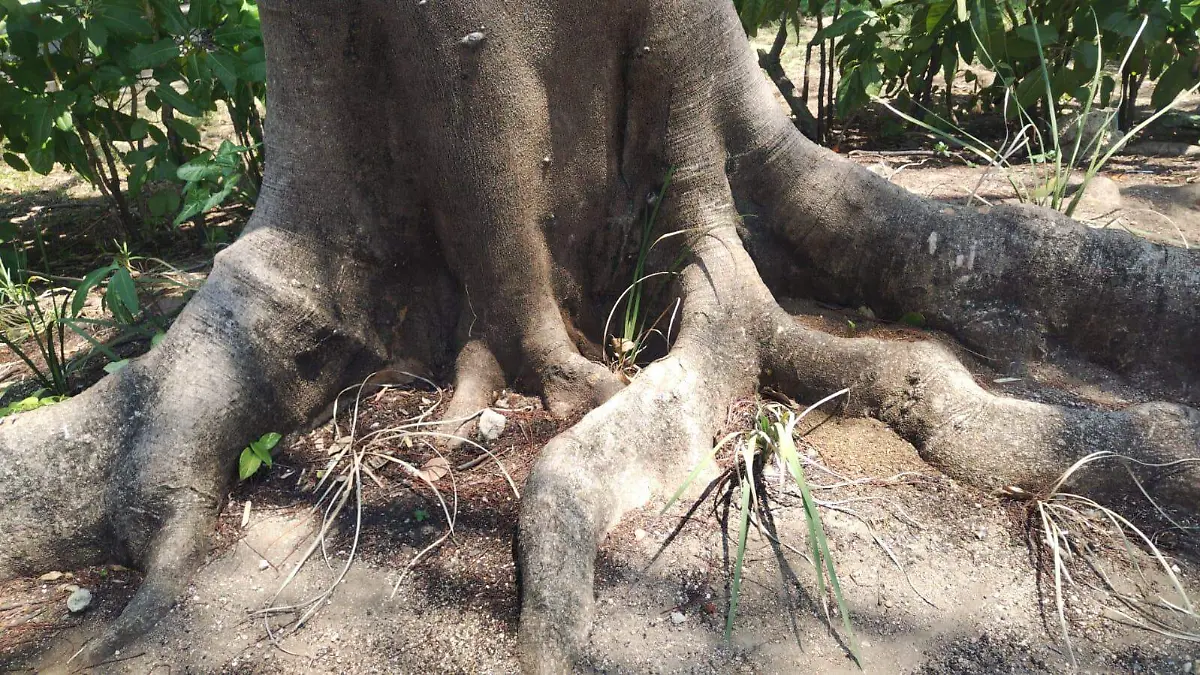 Calor aumenta el riesgo de incendios forestales