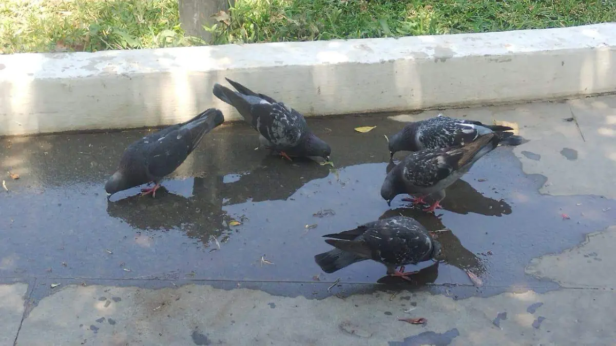 Fauna que sufre en busca de agua