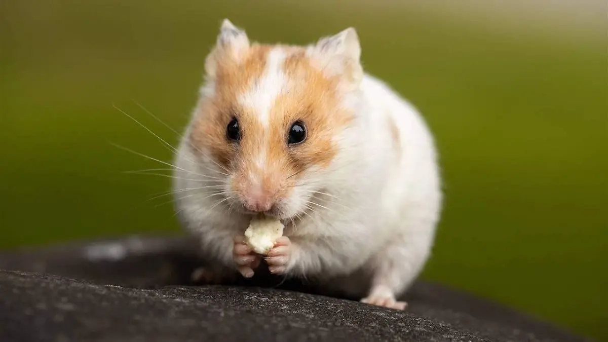 hamster-comiendo_84dff284_1280x853