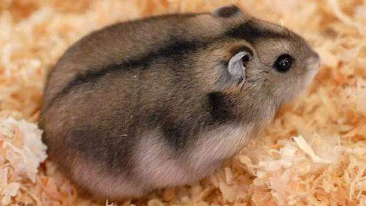 hamster