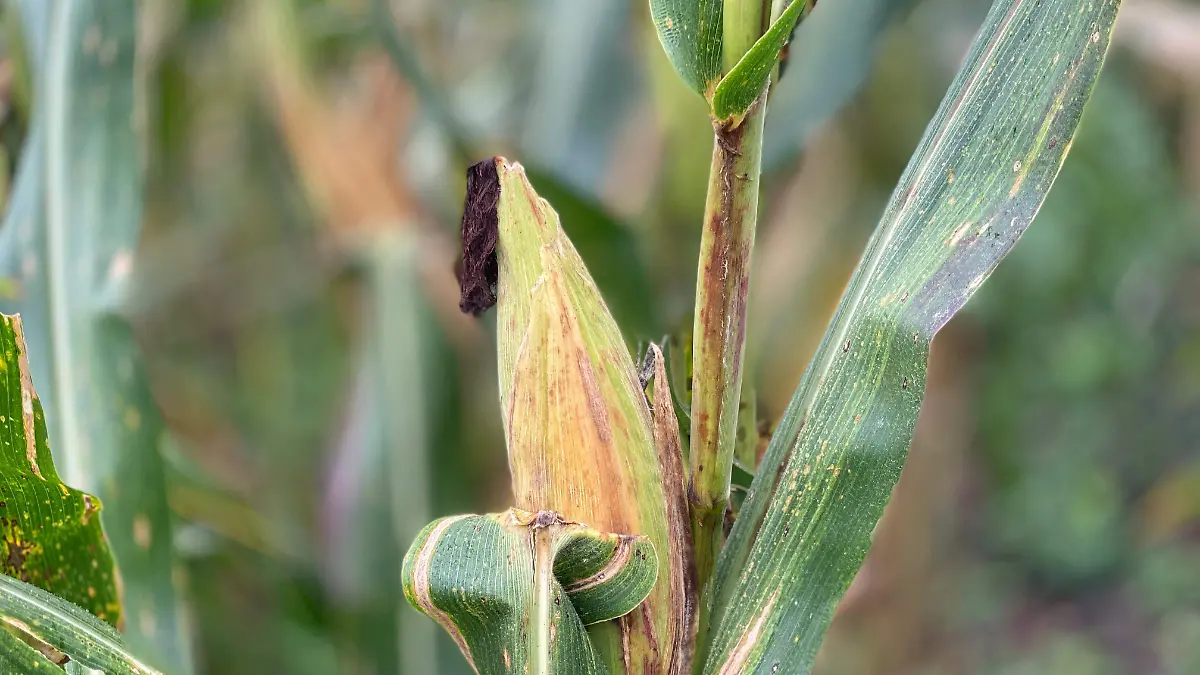 Maíz productores agricultura crisis Chiapas